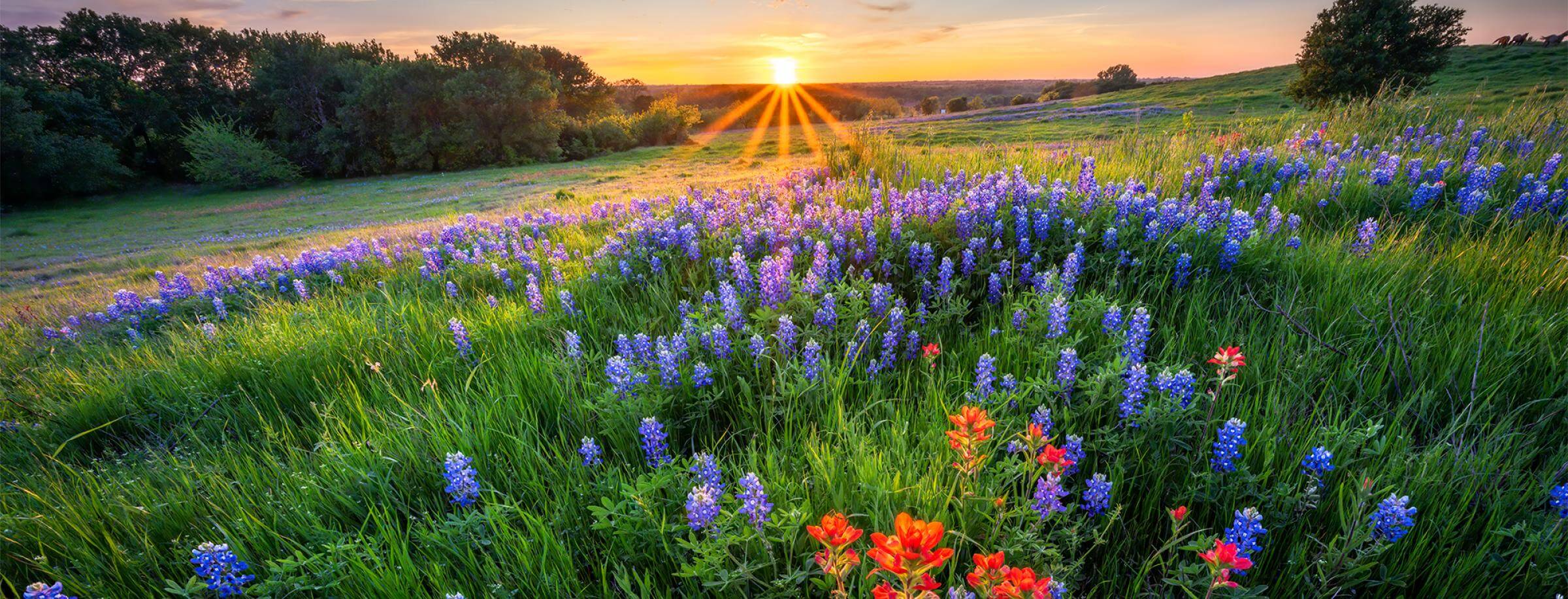 Texas Hill Country Avenida